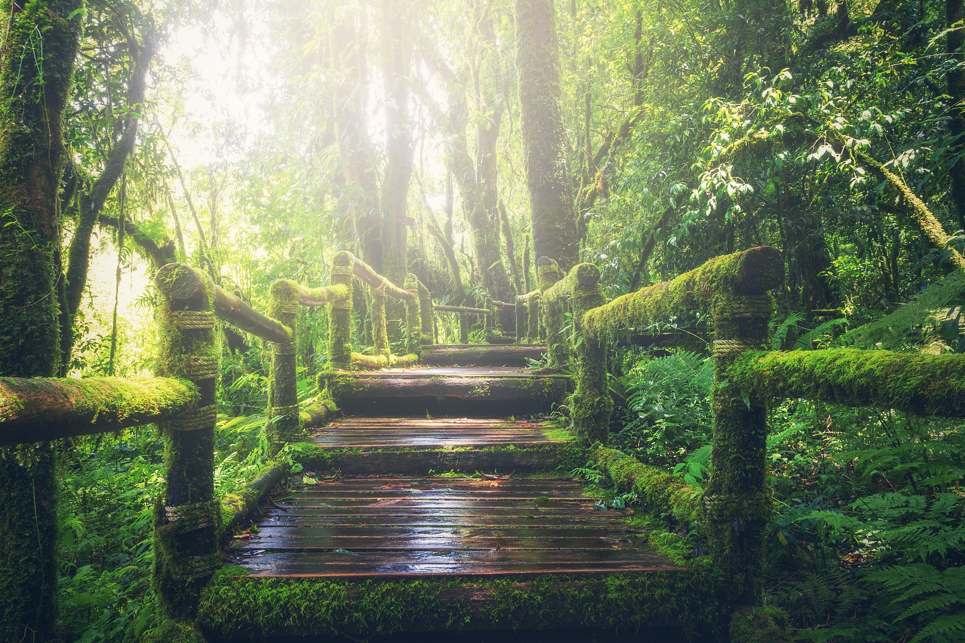 jungle